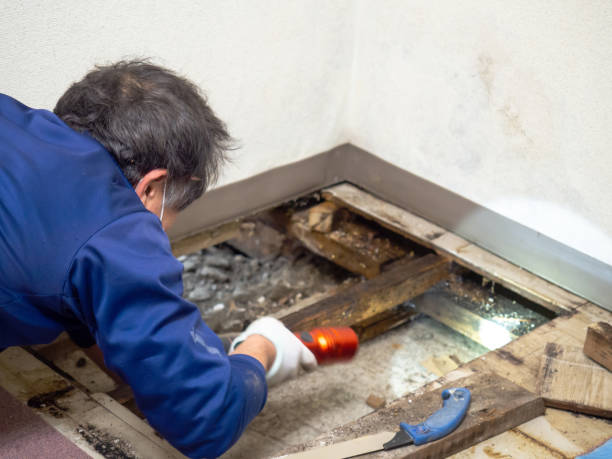 Best Same-Day Mold Removal  in Temelec, CA