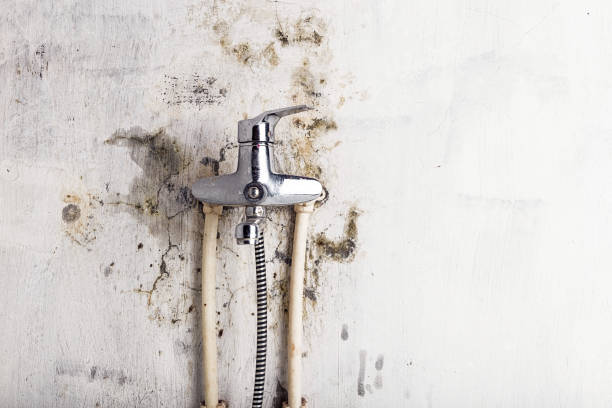 Best Professional Mold Removal  in Temelec, CA