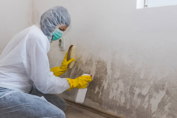 Best Attic Mold Removal  in Temelec, CA