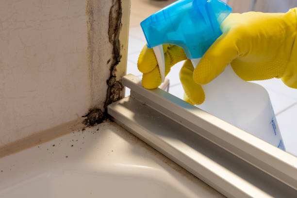 Best Mold Remediation  in Temelec, CA