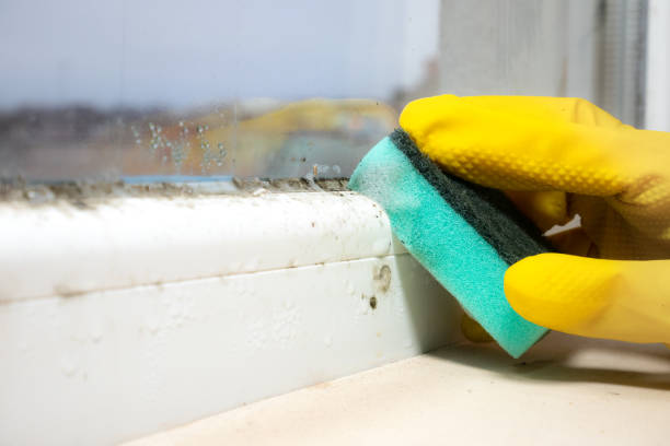 Best Residential Mold Removal  in Temelec, CA