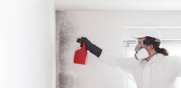 Best Mold Remediation Services  in Temelec, CA