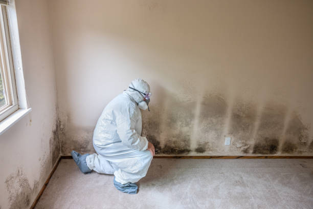 Best Crawl Space Mold Removal  in Temelec, CA