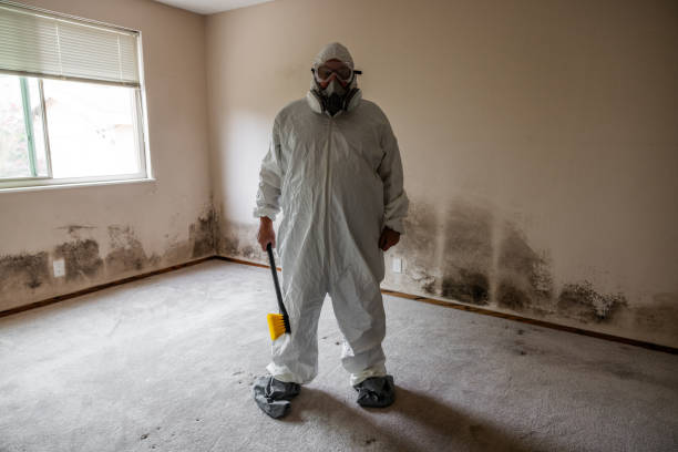 Best Commercial Mold Removal  in Temelec, CA