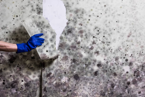 Mold Removal Process in Temelec, CA